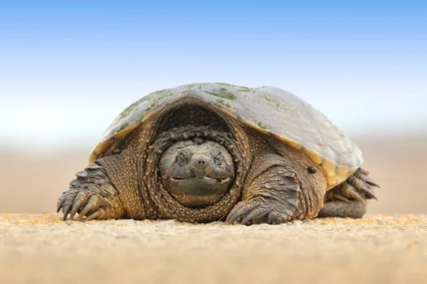 Is your podcast a mosquito or a tortoise?